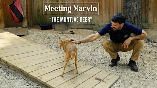 Have you ever seen a Muntjac Deer [upl. by Clarisa]