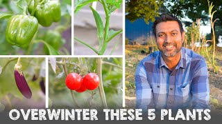 5 Vegetable Plants You Can Overwinter and Grow Next Year [upl. by Meisel]