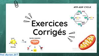 Exercices ATP amp MUSCLE Partie 7 🔥🔥 2bac SVT  2 bac PC [upl. by Gader]