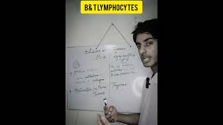 B and T lymphocytes in hindib and t lymphocytes immunologyshorts youtubeshorts lymphocytes [upl. by Suirada]