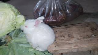 Is it okay for baby rabbits to eat cabbage [upl. by Dasteel]