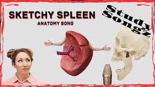 Sketchy Spleen Anatomy Song  Study Songz  Music Study Guide [upl. by Annayram]