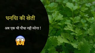 अब धनिया का एक भी पोधा नही मरेगाCoriander farming [upl. by Martyn]