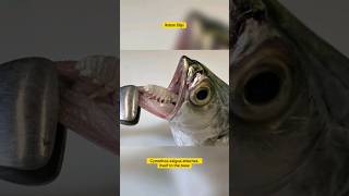 The TongueEating Parasite Cymothoa Exigua [upl. by Alanna]