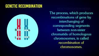 RECOMBINATION OF CHROMOSOME [upl. by Skill]