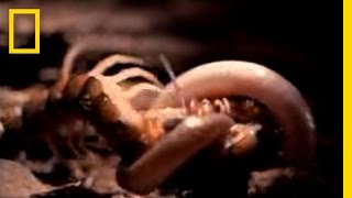 Centipede vs Snake  National Geographic [upl. by Hodges258]