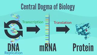 Central Dogma of Biology [upl. by Bal]