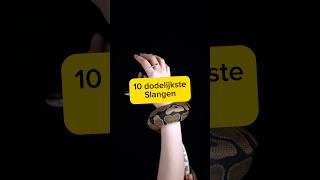 Top 10 dodelijkste slangen ter wereld🐍 top10 top deadliest wildlife slangen dieren [upl. by Wagshul]