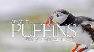 Atlantic Puffins of Machias Seal Island narrated [upl. by Gerrald]