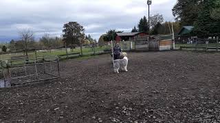 Old English Sheepdog herding sheep 😉 [upl. by Oilicec]