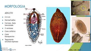 Fasciola hepatica1 [upl. by Vasiliki171]