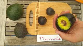 Mexicola avocado a profile [upl. by Aryajay]