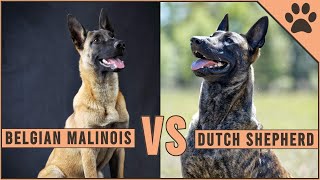 Belgian Malinois vs Dutch Shepherd [upl. by Nassi]