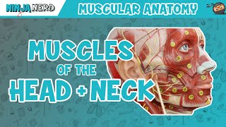 Muscles of the Head amp Neck  Anatomy Model [upl. by Morganne93]