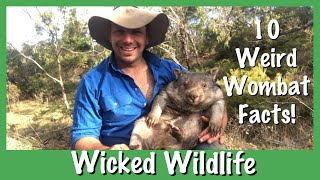 10 Things You Didnt Know About Wombats [upl. by Alimac]