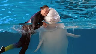 Beluga Whale Show At Yokohama Hakkeijima Sea Paradise 【4K】 [upl. by Fabi]