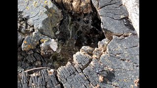 Catching Camponotus Pensylvanicus and Modoc queens during nuptial flights [upl. by Annerb]