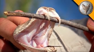 Rattlesnake with Double Fangs [upl. by Artcele]