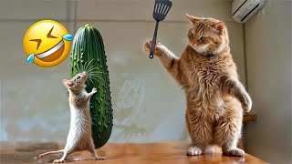 Cute animal Videos That You Just Cant Miss😻🐈Part 18 [upl. by Ahsinav]