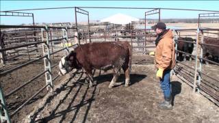 LowStress professional halter breaking beef cattle Part 2 [upl. by Cherilynn]