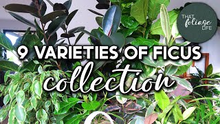 Ficus Plant Collection and Care Tips [upl. by Ellennahc859]