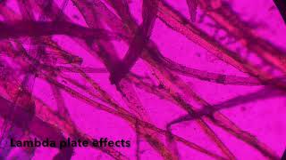 Lambda plate and polarized light on the Zeiss Axioskop microscope [upl. by Sivaj93]