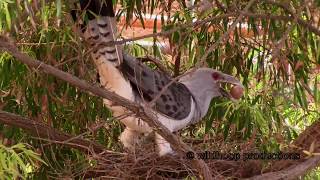 Channelbilled Cuckoo Attacks Currawong Nest [upl. by Aiclef505]