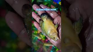 Oscar Fish recovery update fish fishing [upl. by Alletneuq]