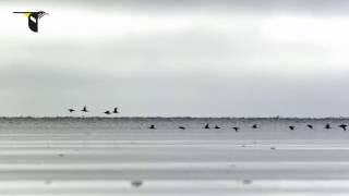 Migrating Hudsonian Godwits [upl. by Merce]