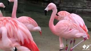 Zoo Insider  Flamingos Migration [upl. by Orit623]