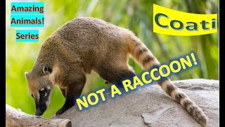 Coati facts 🦝 Coatimundi facts 🦝 size of a large house cat 🐈 [upl. by Maribelle]