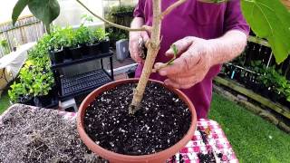 Repotting Hibiscus [upl. by Hooge]