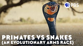 Primates vs Snakes An Evolutionary Arms Race [upl. by Aleuqahs]