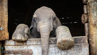 Rescue of Esoit  Sheldrick Trust [upl. by Favrot547]