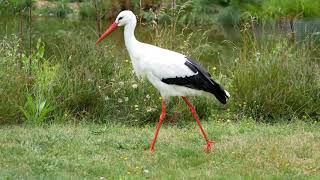 White Stork Walking [upl. by Arsuy]