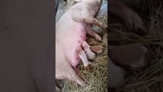 Trimming Giant Pigs Overgrown Hooves Isnt As Easy as It Sounds  Bondi Vet shorts [upl. by Sclar996]