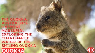 The Quokka Australias Happiest Marsupial  Exploring the Charismatic World of the Smiling Quokka [upl. by Navaj892]