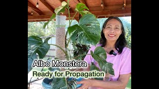 Albo Monstera Ready to Propagate [upl. by Seugram739]