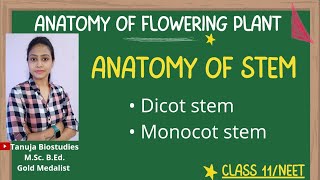 Ch6 Anatomy of Stem  Dicot Vs Monocot stem  Class 11 Biology NEETAIIMS [upl. by Andre]