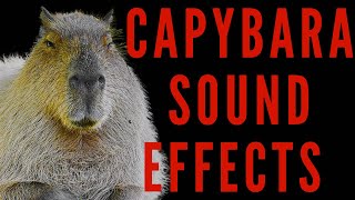 CAPYBARA SOUND EFFECTS  Capybara Song  maktubytv [upl. by Lantha950]