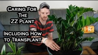 Transplanting and Caring for The ZZ Plant [upl. by Leontyne]