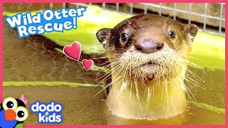 Cuddliest Baby Otter Walks Right Up To Family To Ask For Help  Rescued  Dodo Kids [upl. by Egnalos]