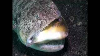 Lizardfish vs Filefish [upl. by Amby370]