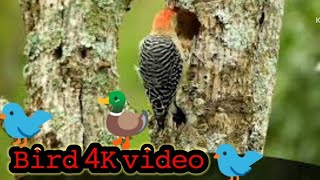 🦆Birds 4k video  beautiful birds video  best bird videos [upl. by Shalna]