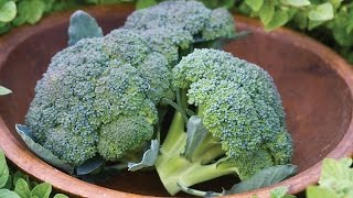 Growing Broccoli in a Container [upl. by Nap]