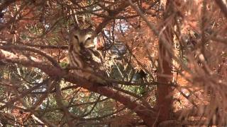 Northern Sawwhet Owl Ida Co Iowa [upl. by Oos789]