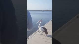 Beautiful pelicans at Queenscliff boat ramp [upl. by Nathanil847]