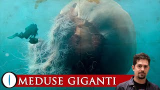 MEDUSE GIGANTI  Quali sono le specie più grandi [upl. by Acirema]