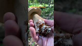 Boletus ReticulatusJuly 2024 asmr asmrmushrooms fungi boletus porchini mushroomhunting [upl. by Friede]