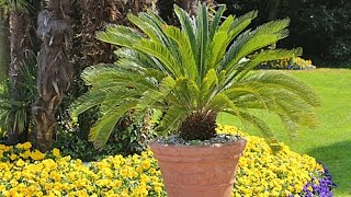 COMMENT RÉUSSIR LE CYCAS DU JAPON [upl. by Ymmik28]